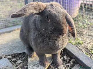 Mixed Breed rabbits Two gorgeous buns - Advert 4