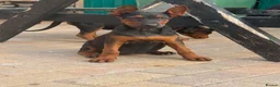 Chinese Red Dog dogs for sale: Chinese red dog puppies  - Advert 9