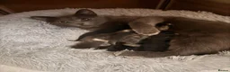 Mixed Breed cats for sale: Boy Kittens Looking for Their Forever Homes - Advert 12