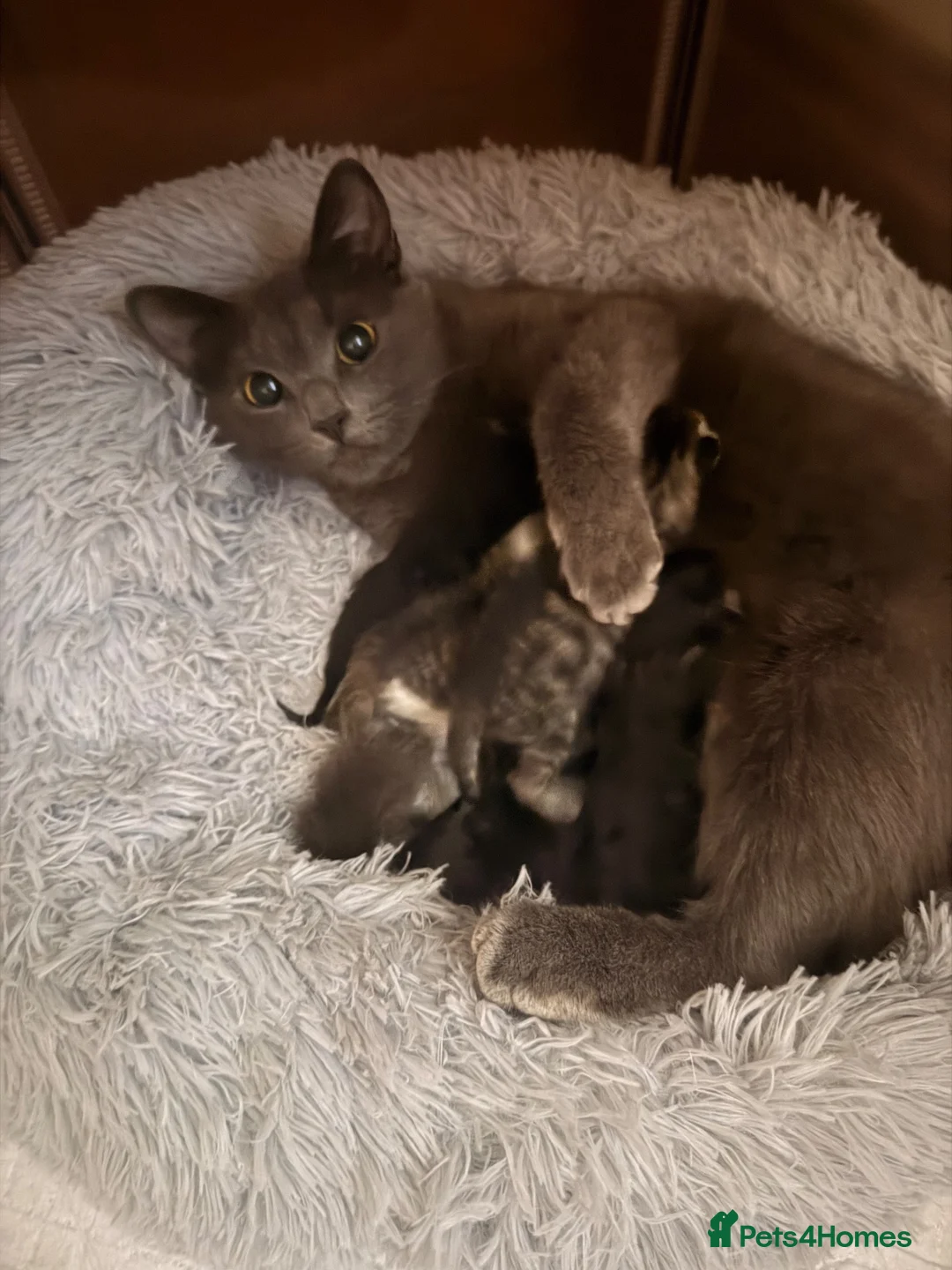 Mixed Breed cats for sale: Boy Kittens Looking for Their Forever Homes - Advert 12