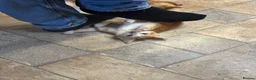 Mixed Breed cats for sale: Adorable farm kittens for sale - Advert 9