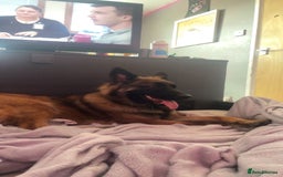 Mixed Breed dogs for sale: Luna  - Image 1