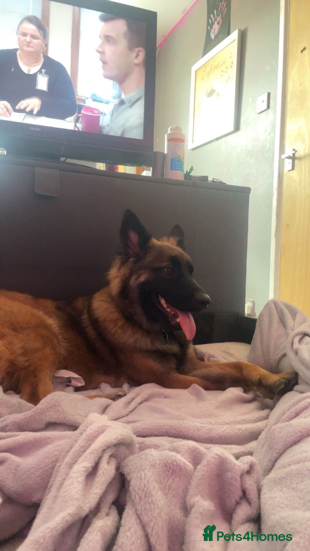 Mixed Breed dogs for sale: Luna  - Image 1