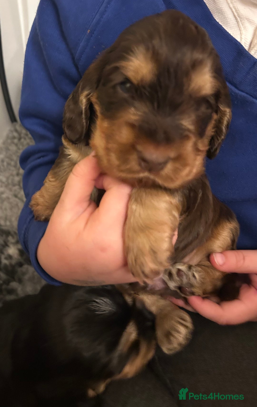 Cocker Spaniel dogs for sale: ⭐ Sable Show Cocker Spaniels ⭐  - Advert 7