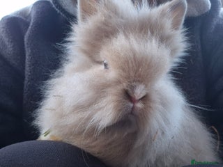 Mini Lop rabbits Mini lop and lion heads. ready to reserve - Advert 2