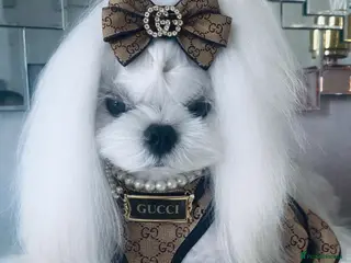 Maltese dogs KC reg DNA health tested tiny Korean Maltese stud - Advert 4