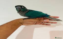 Conures birds for sale: Hand reared conures for sale - Image 5