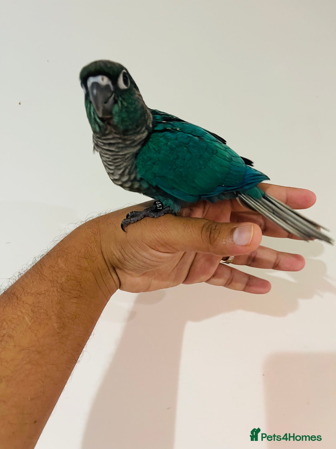Conures birds for sale: Hand reared conures for sale - Image 5