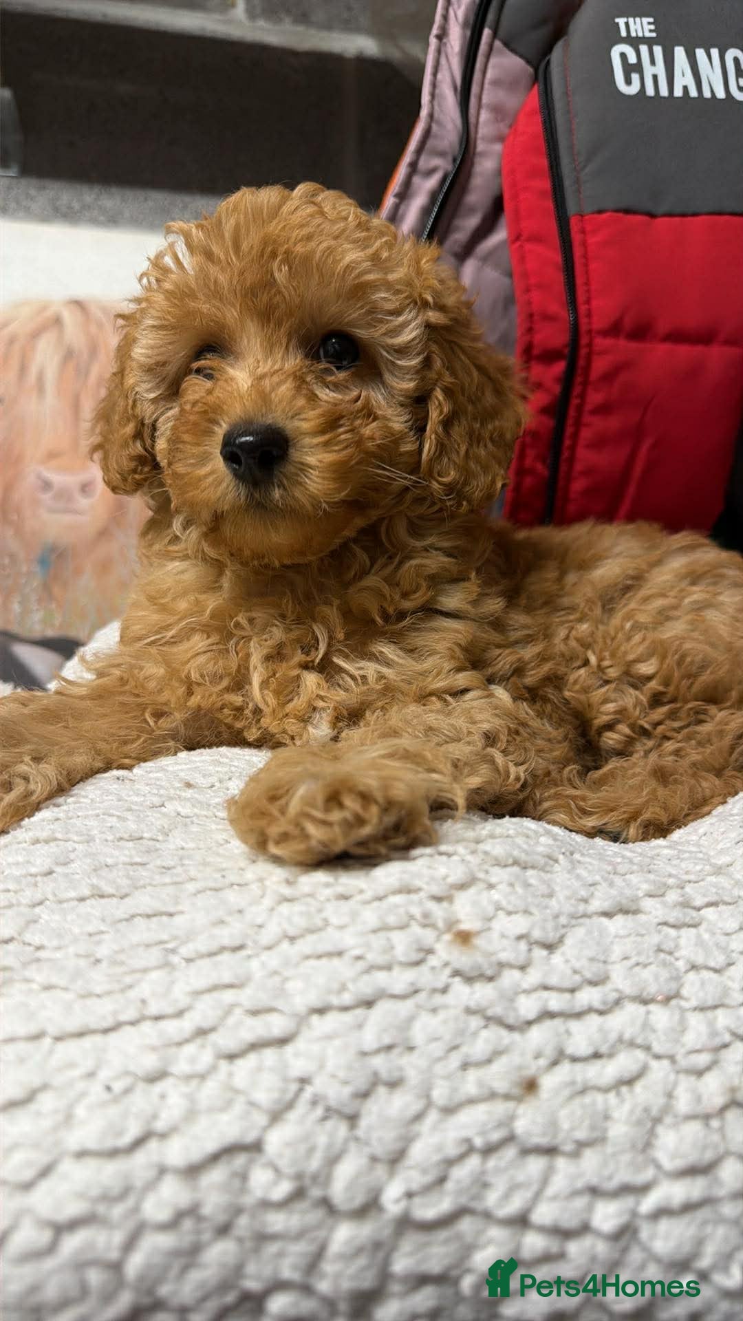 Cockapoo dogs for sale: Female cockapoo  - Advert 3