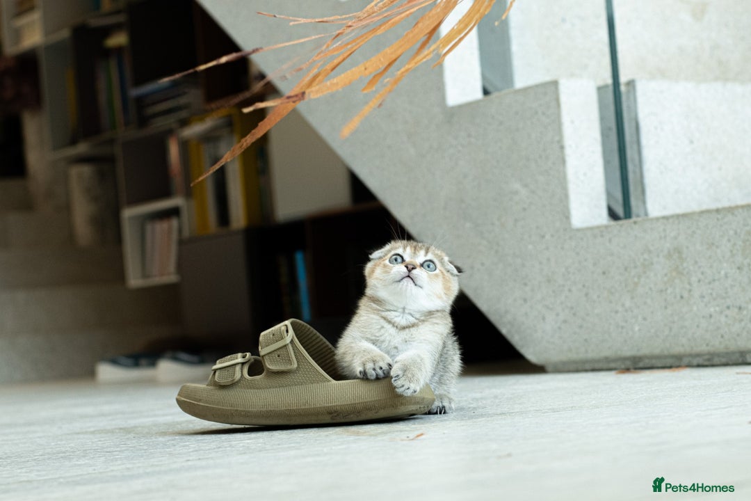 Scottish Fold cats for sale: Need home ASAP Full pedigreeTICA reg Scottish Fold in Barnet - Image 20