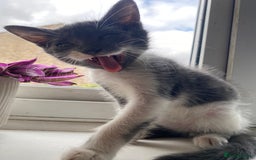 British Longhair cats for sale: 2 male gray and white kittens 14weeks - Image 5