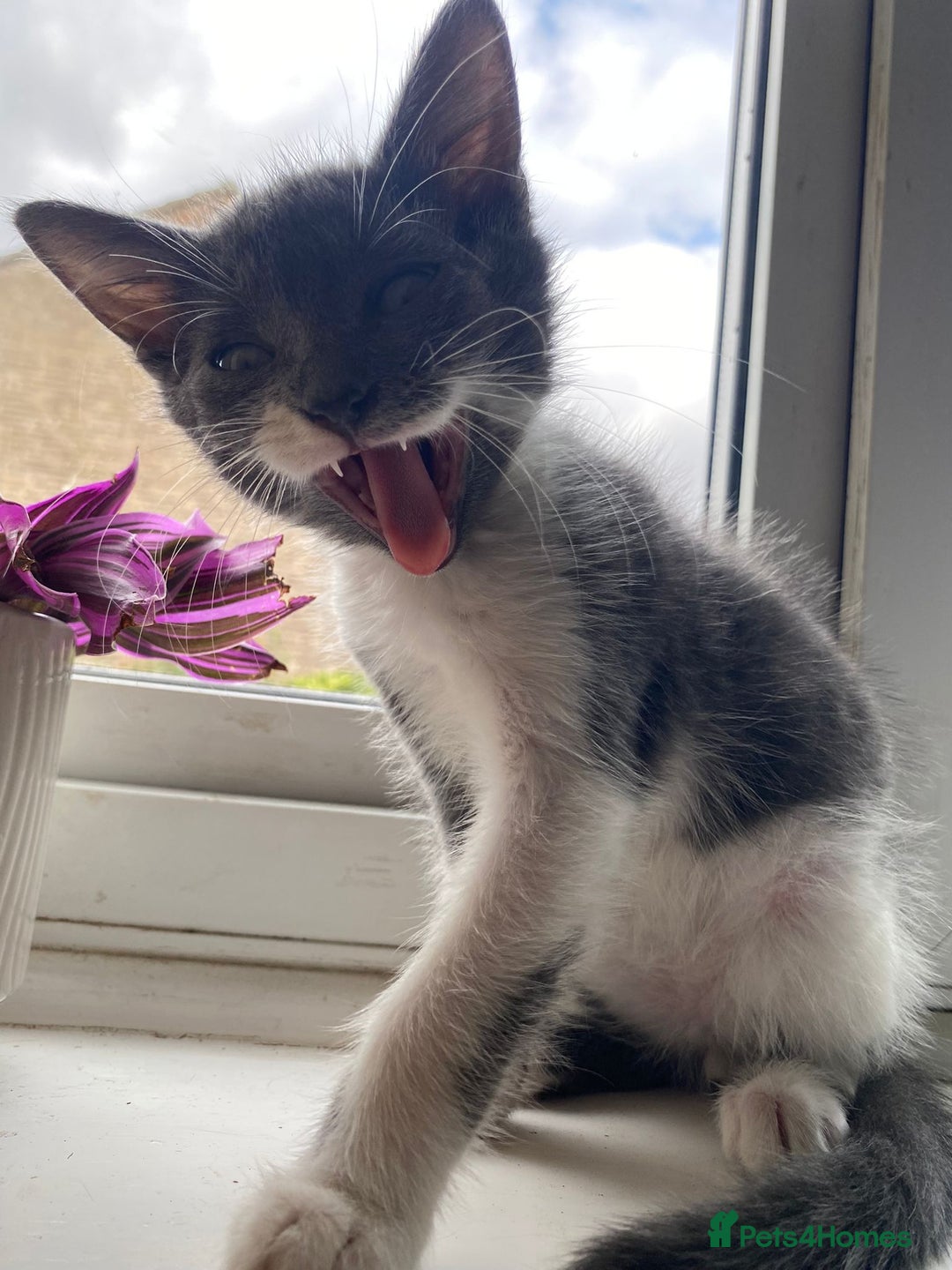 British Longhair cats for sale: 2 male gray and white kittens 14weeks - Image 5