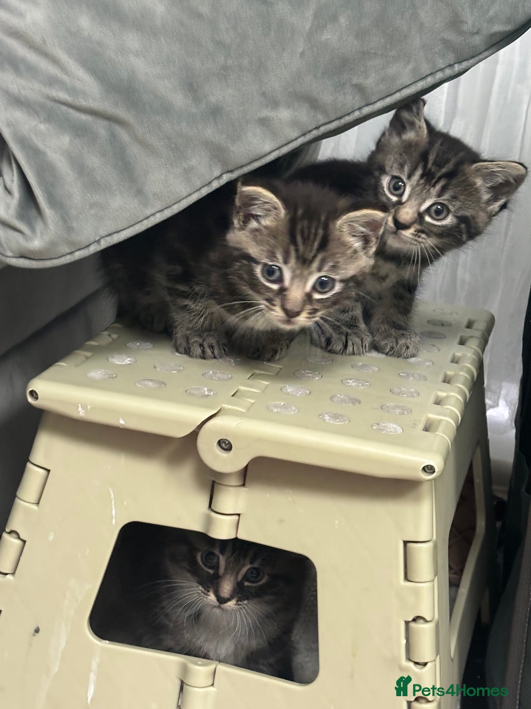 Siamese cats for sale: Beautiful Fluffy Siamese-Tabby Mix Kittens  - Image 14
