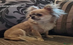 Chihuahua dogs for sale: Only one beautiful boy left,he's totally stunning  - Image 22