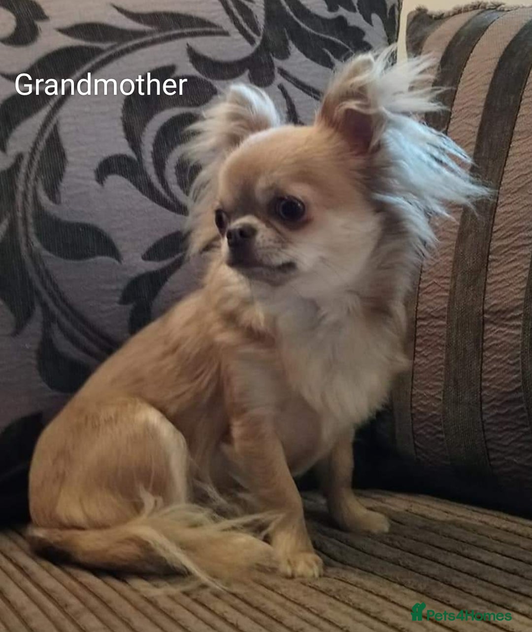 Chihuahua dogs for sale: Only one beautiful boy left,he's totally stunning  - Image 22