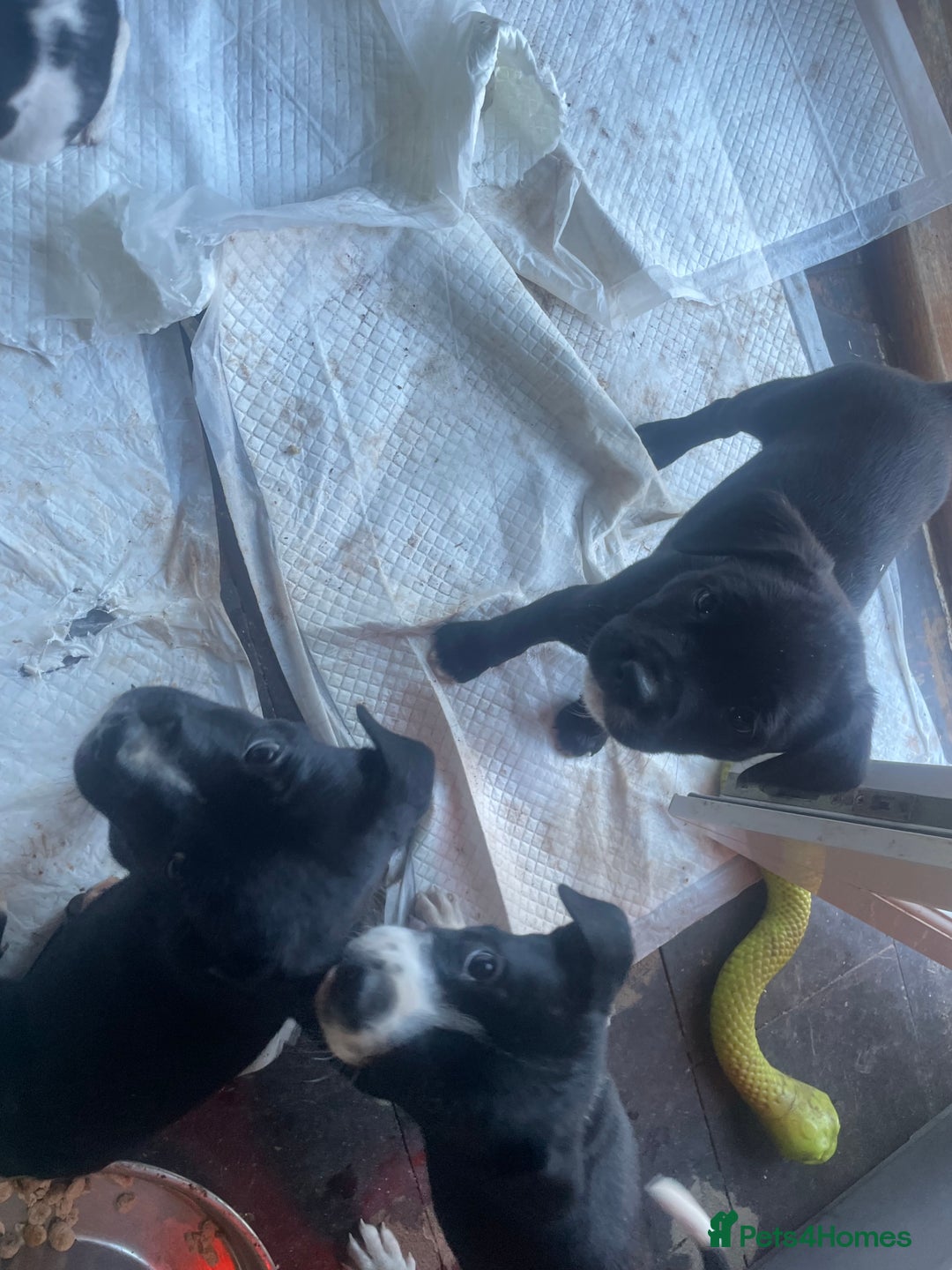 Mixed Breed dogs for sale: Aussie shepherd/staffy - Image 17