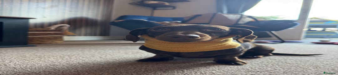 Wilbur the Miniature Dachshund 