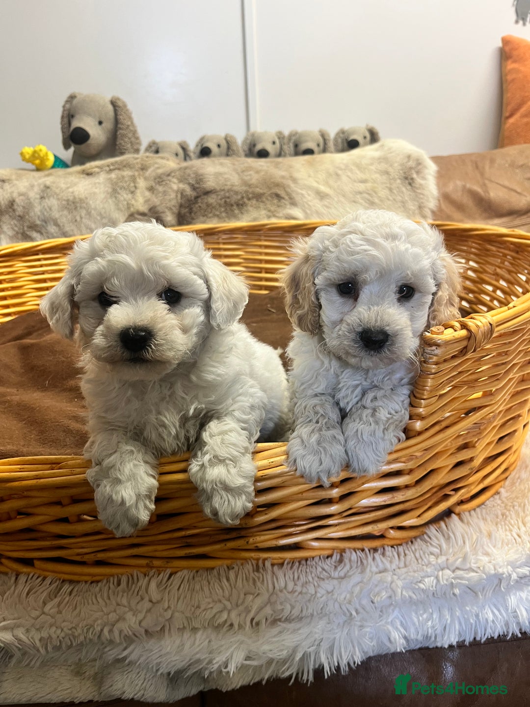Poochon dogs for sale: Gorgeous Twin Brothers - Advert 3