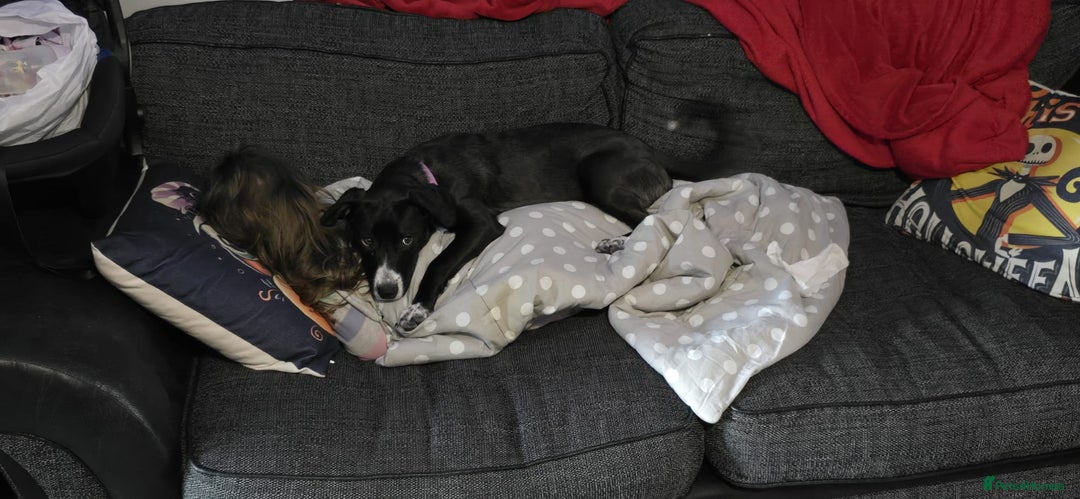 Mixed Breed dogs for sale: Beautiful 1 year old female dog  - Advert 7