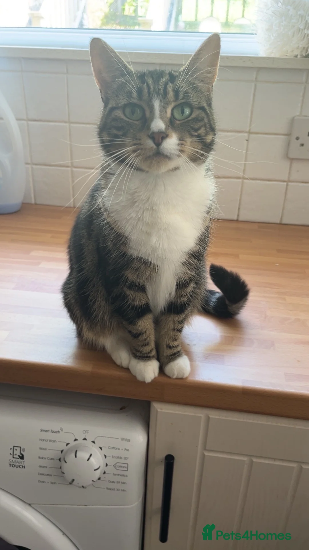 Mixed Breed cats for sale: Pixie  in Blackburn - Advert 2
