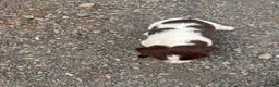 English Springer Spaniel dogs for sale: Working English Springer Spaniel Puppies - Advert 2
