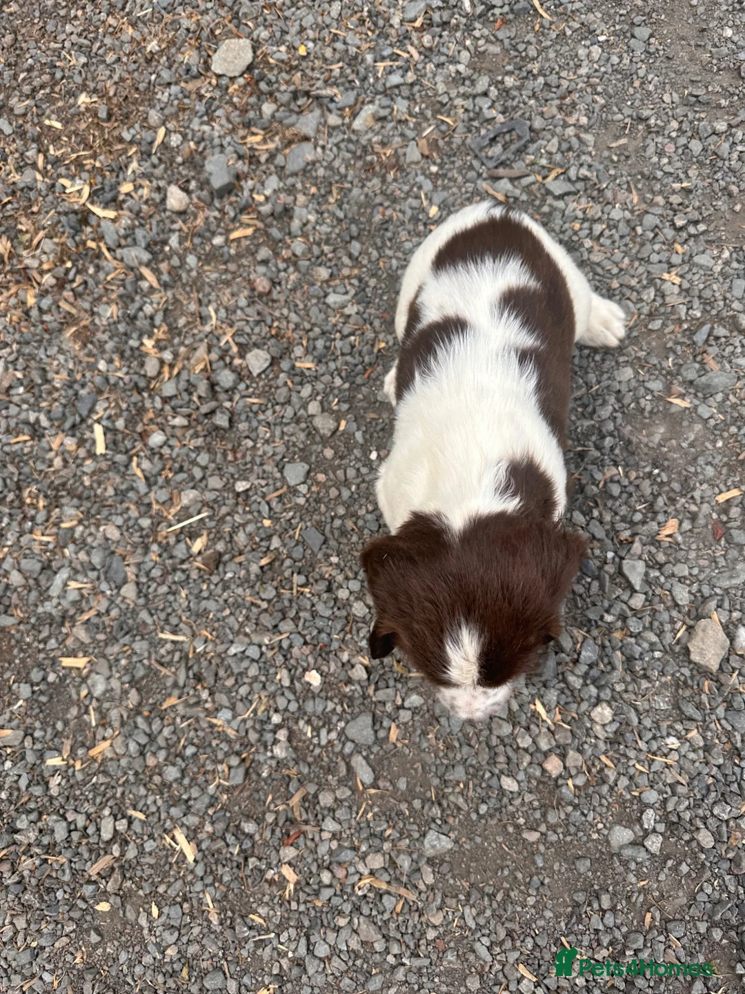 English Springer Spaniel dogs for sale: Working English Springer Spaniel Puppies - Advert 2