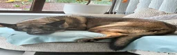 German Shepherd dogs for sale: 5yr old German shepherd looking for loving home - Advert 4