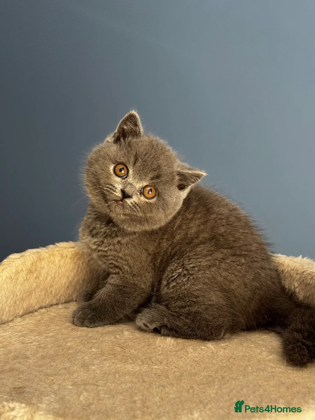British Shorthair cats for sale: *READY SOON* BRITISH SHORTHAIR KITTENS🐱🩶 - Advert 7