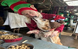 Mixed Breed dogs for adoption: Cristina - Norwich Norfolk  - Image 32