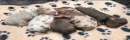Miniature Dachshund dogs for sale: True Long Hair Minature Dachshunds - Advert 5