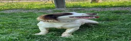 English Springer Spaniel dogs for adoption: Springer Spaniel nine months old, Tino in Matlock - Advert 7