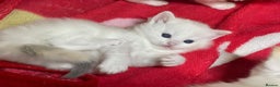 Ragdoll cats for sale: DoB:18/7/25& 14/11/25 Ragdoll Kittens Purebred - Advert 23