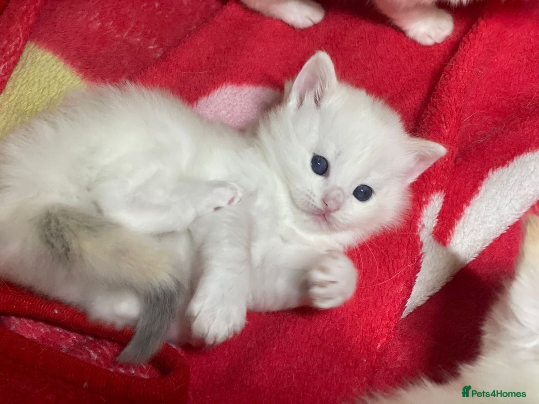 Ragdoll cats for sale: DoB:18/7/25& 14/11/25 Ragdoll Kittens Purebred - Advert 23