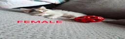 Mixed Breed cats for sale: Beautiful, Fully Litter-Trained Kittens Ready Now - Advert 3
