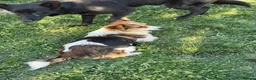 Mixed Breed dogs for adoption: Ella! in Staines - Advert 2