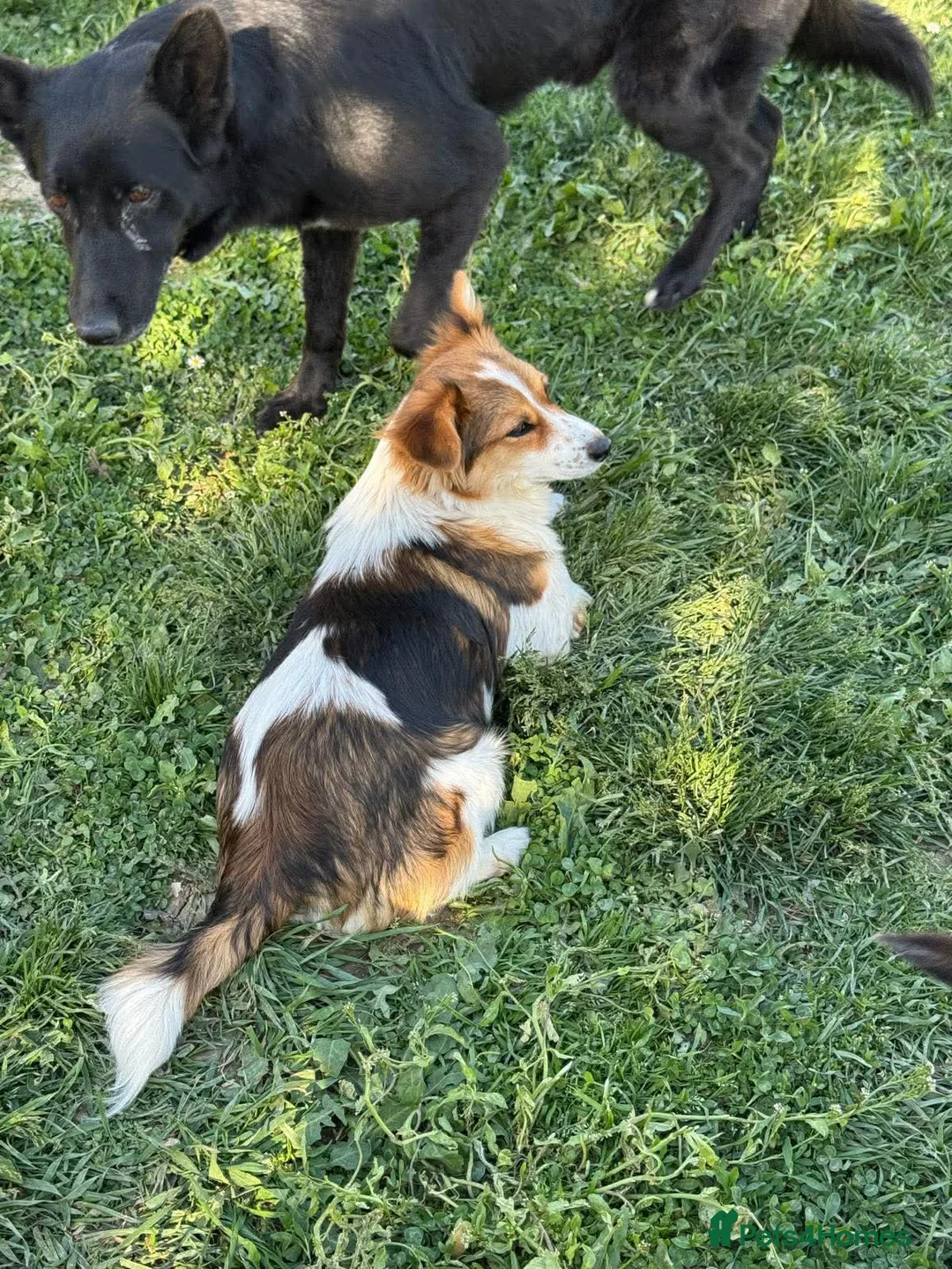 Mixed Breed dogs for adoption: Ella! in Staines - Advert 2