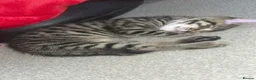 British Shorthair cats for sale: Male and female tabby shorthair - Advert 7