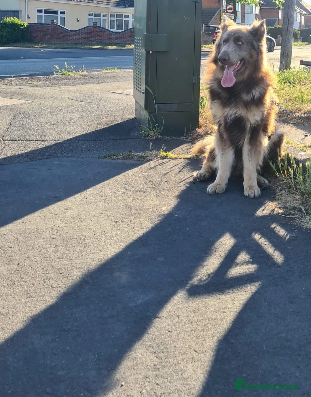 German Shepherd dogs for sale: Meet Sixty. Our Beautiful Isabella German Shepherd - Advert 3