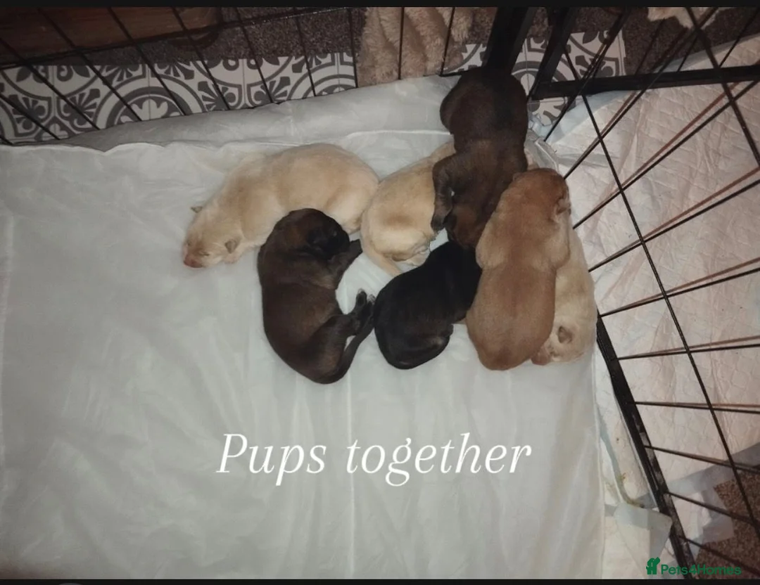 Mixed Breed dogs for sale: Northern Inuit X gsd pups - Advert 4