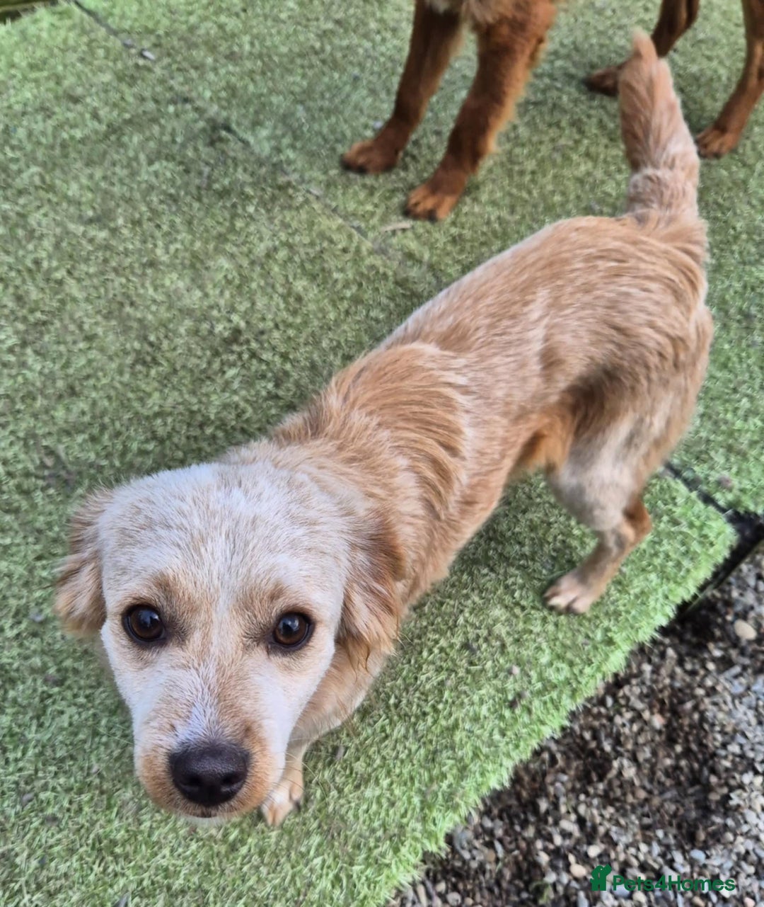 Mixed Breed dogs for adoption: Merry - In Ayr Looking for a home  - Advert 5