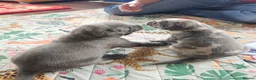 Mixed Breed dogs for sale: Cane Corso x Performance Mastiff   - Advert 15