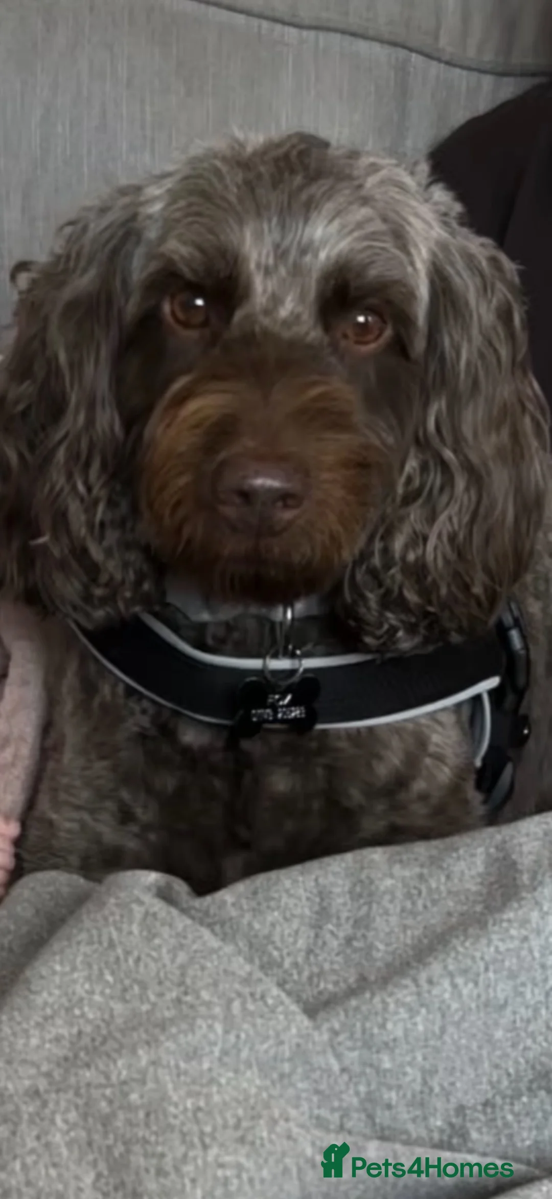 Cockapoo dogs for sale: Urgent Looking for Permanent home in Horsham - Advert 3
