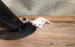 Mixed Breed cats for adoption: 3 beautiful kittens  - Image 10