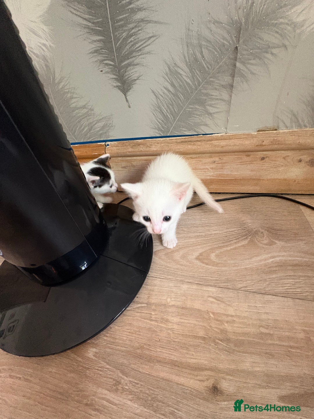 Mixed Breed cats for adoption: 3 beautiful kittens  - Image 10