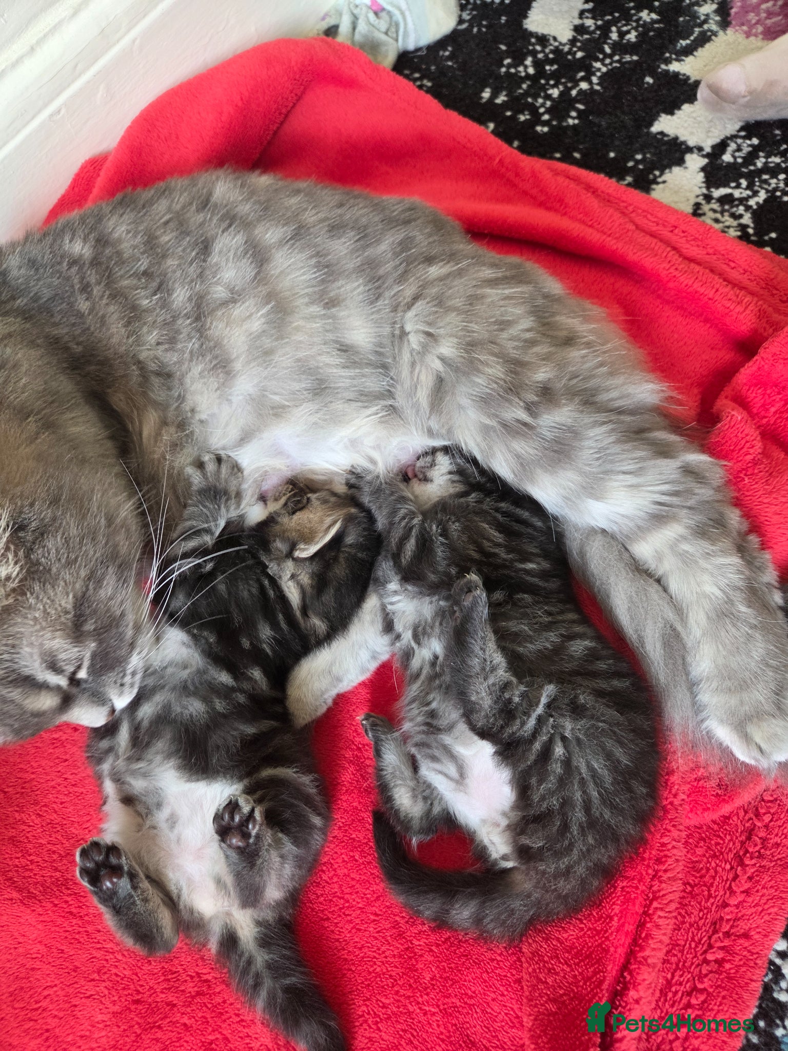 Mixed Breed cats Kittens  - Advert 6
