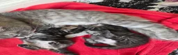 Mixed Breed cats for sale: Kittens  in Worksop - Advert 5