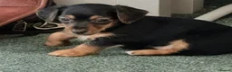 Mixed Breed dogs for sale: Miniature Dauschund/Dorkie pups - Advert 16