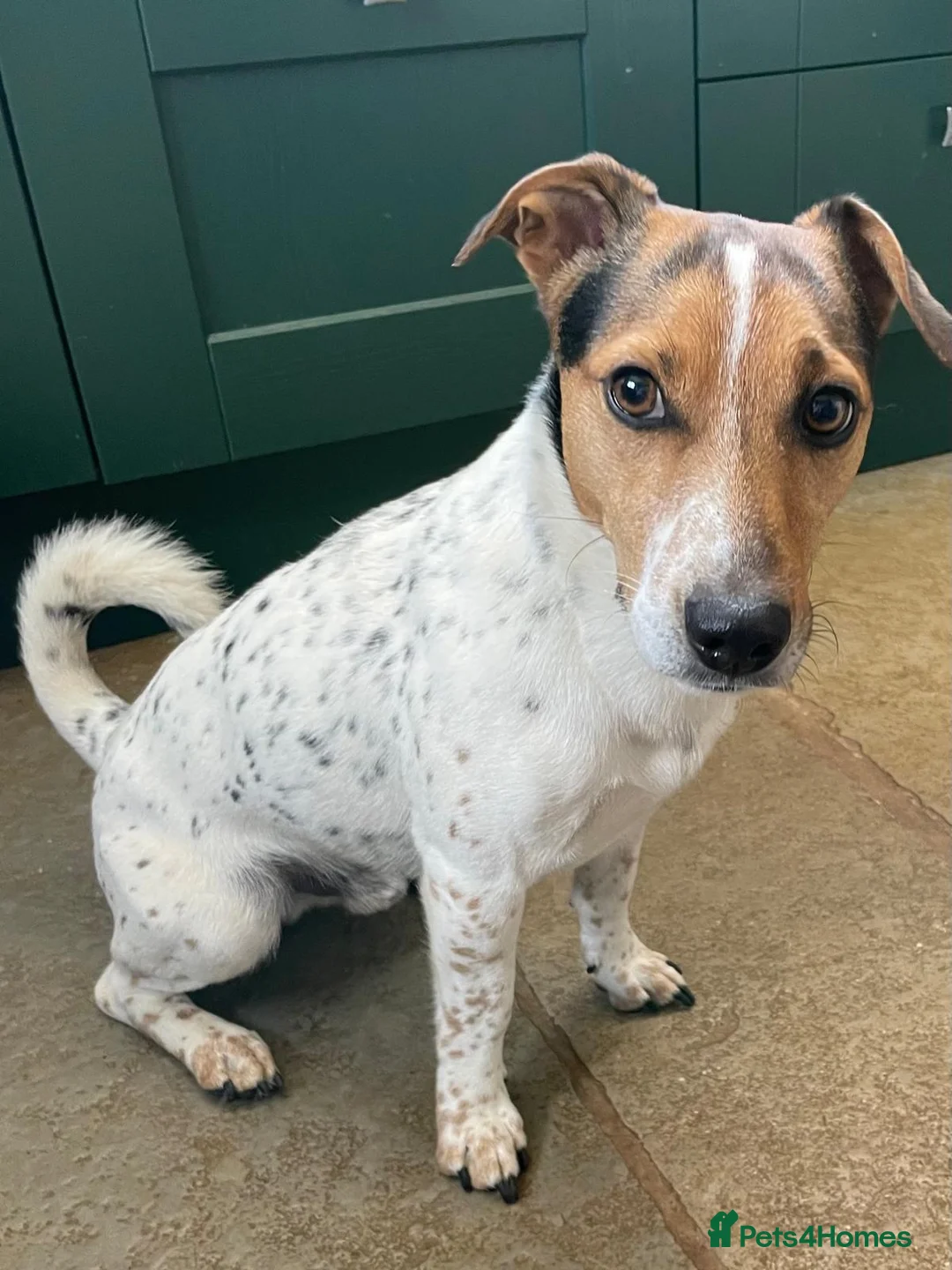 Jack Russell dogs for sale: JRT for rehoming due to relocation for work abroad - Advert 1