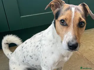 Jack Russell dogs JRT for rehoming due to relocation for work abroad - Advert 2