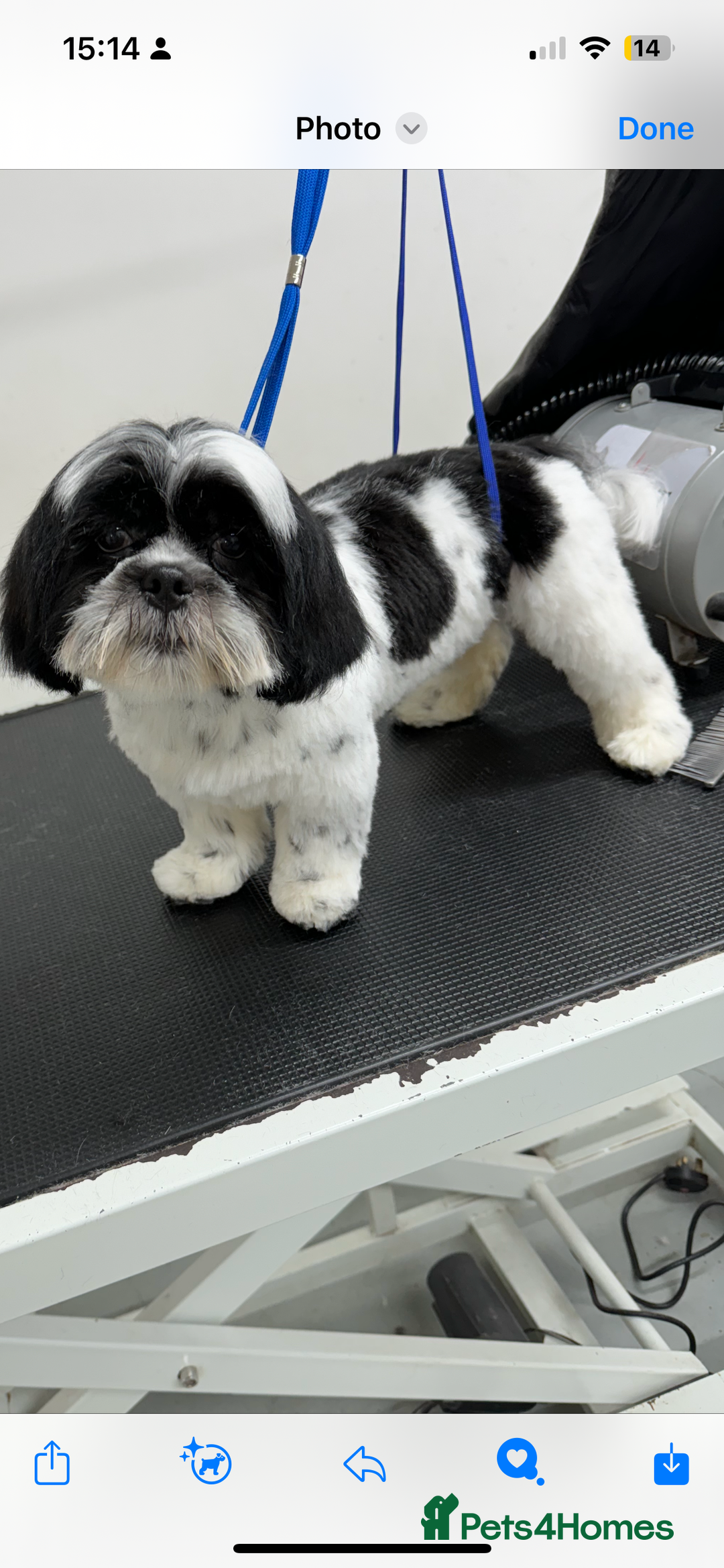 Shih Tzu dogs for sale: Shih tzu puppies  - Image 1